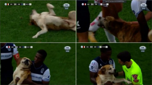 Perro paraliz&oacute; partido para recibir unas caricias y se hizo viral