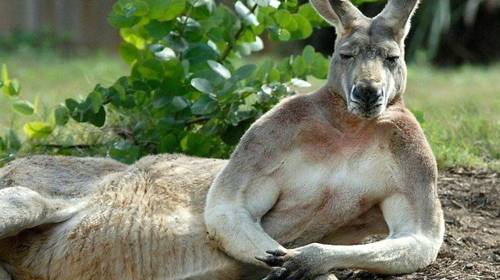 Canguro correte&oacute; a varias modelos durante una sesi&oacute;n de fotos