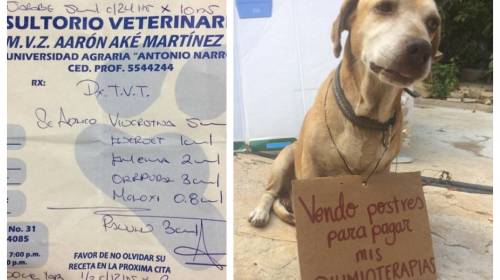 Perrito recolecta dinero para poder "pagar" sus quimioterapias