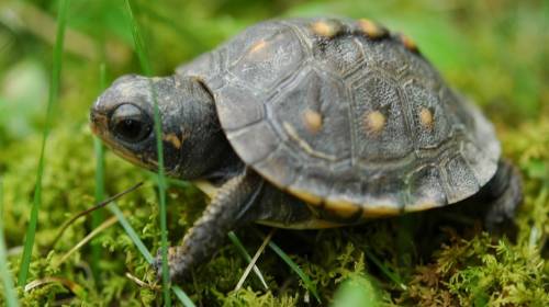 Tortugas y mapaches mueren en incendio forestal en Pet&eacute;n
