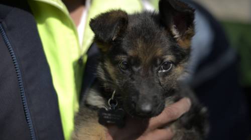 Encuentran restos de perros cerca del mercado de El Milagro