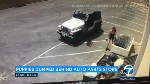Detienen a mujer que lanz&oacute; una bolsa con perritos a la basura