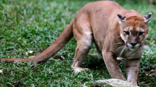 Mujer se salva de ataque de puma gracias a canci&oacute;n de Metallica