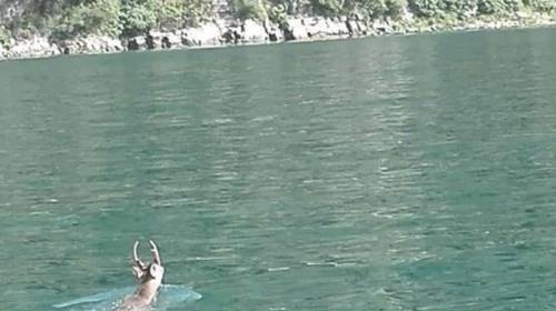 Captan a un venado nadando en el Lago de Atitl&aacute;n 
