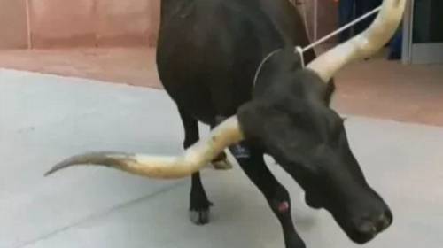 Vaca de cuerno largo se suelta en una ciudad provocando caos 