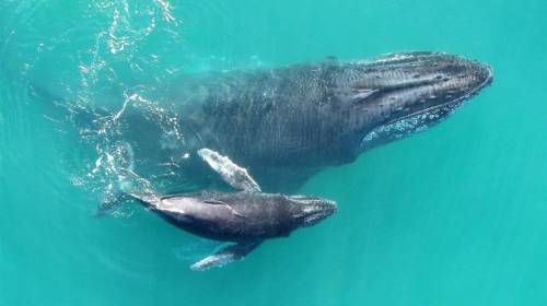 Rescatan a ballena encallada en playa guatemalteca