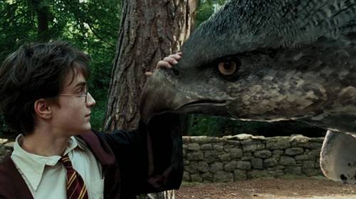 Un fot&oacute;grafo capta a un ave similar al hipogrifo de Harry Potter