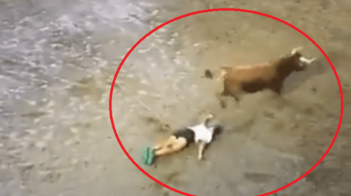 ¡Impactante! Toro lanza a joven y lo deja inconsciente