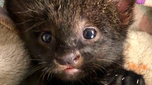 El nuevo inquilino del zoológico La Aurora