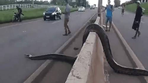Enorme anaconda paraliza el tráfico en Brasil 