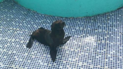 Rescatan le&oacute;n marino en las playas de Chiquimulilla