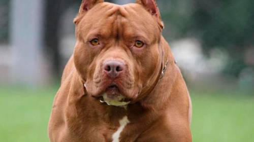 Pitbull salva a su due&ntilde;o de la arremetida de un tibur&oacute;n