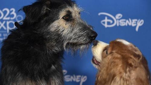 La historia de "Monte": de la calle a protagonista de Hollywood