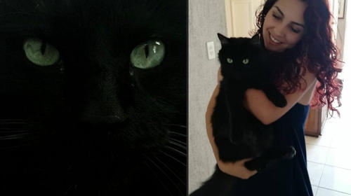 Cómo una "simple" mordida de gato puede ponerte en riesgo