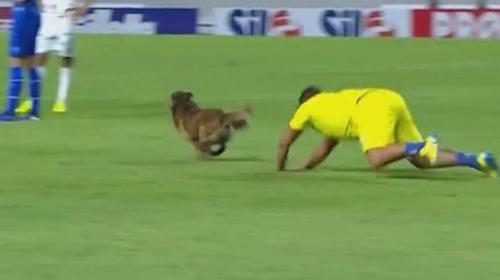 Un perro se roba el show en pleno partido de campeonato en Brasil