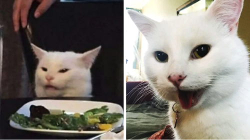 Los mejores y m&aacute;s divertidos memes del &ldquo;Gato en la mesa&rdquo; 