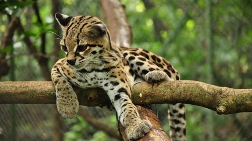 Tigrillo aparece sin vida en la ruta hacia en La Libertad, Pet&eacute;n