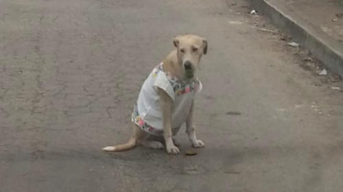 Artesanos abrigan a una perrita con g&uuml;ipil para que no tenga fr&iacute;o