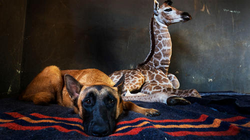 Fallece Jazz, la jirafa beb&eacute; que era cuidada por un perro