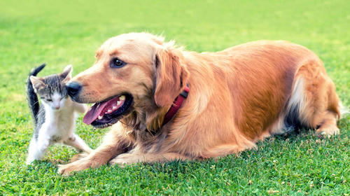 Gato enfurece y ataca a un perro que lo ofende con un "gas"
