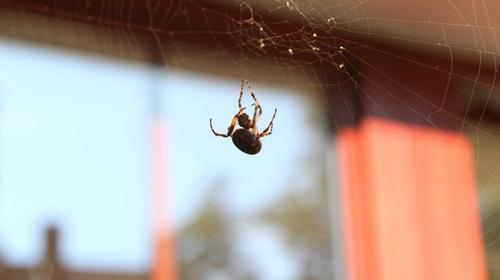 Por esta raz&oacute;n no debes matar ara&ntilde;as en tu casa 