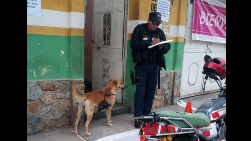 "Peluch&iacute;n", el perro adoptado por la Polic&iacute;a Municipal 