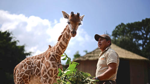 Zool&oacute;gico La Aurora contratar&aacute; cuidadores de animales
