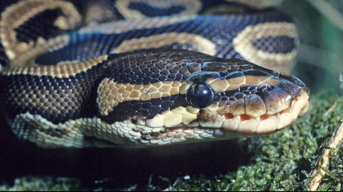 &iexcl;No era un adorno! Era una pit&oacute;n enredada en su &aacute;rbol de Navidad 