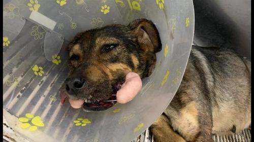 Tratan de salvar a "Mini" la perrita a la que lanzaron un mortero