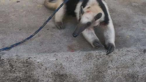 El oso hormiguero herido que deambulaba en carretera de Guatemala