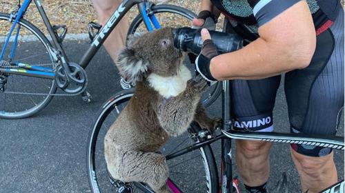 Las tiernas y tristes im&aacute;genes de un koala que pide agua 