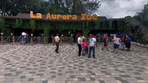 Ni&ntilde;os trepan &aacute;rbol de Navidad para "arrancar" osos en La Aurora