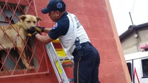 Perrito protagoniza la emergencia m&aacute;s tierna de fin de a&ntilde;o