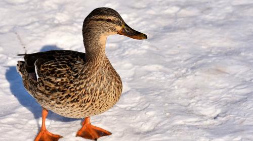 Viral: Pato abraza a cachorrito y lo salva de morir congelado