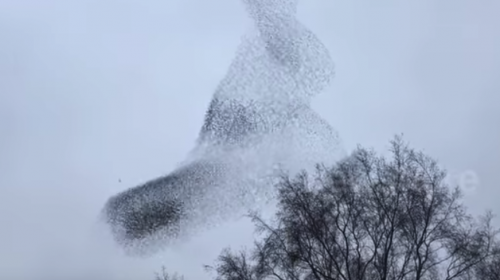 &iexcl;Impresionante! Un grupo de p&aacute;jaros forma una figura en el aire