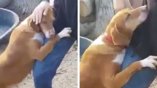 Perro se aferra con ternura a un reportero y conmueve las redes