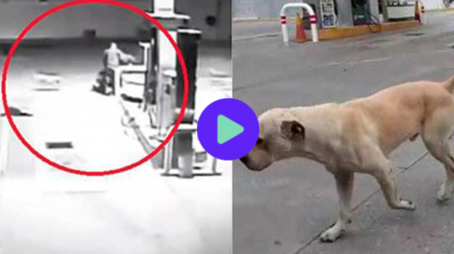 As&iacute; fue como un perro frustr&oacute; un asalto y ahuyent&oacute; a los ladrones