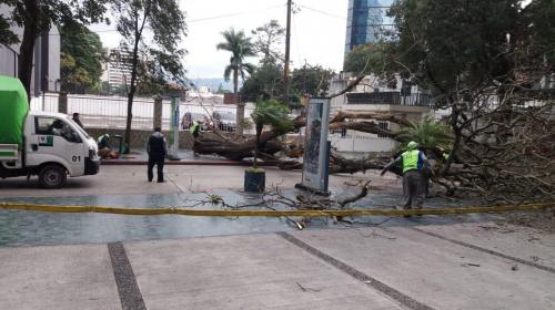 Fuerte viento derriba un enorme &aacute;rbol en la zona 10