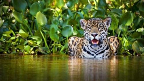 Turistas captan a un hermoso jaguar cruzando un r&iacute;o