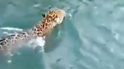 Inguat aclara que video del jaguar fue captado en Belice