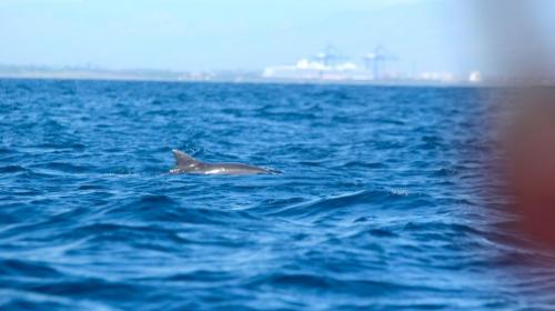&iexcl;Espect&aacute;culo marino! Delfines sorprenden en playas de Santa Rosa
