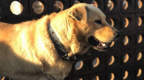 Un refugio de 150 perritos necesita de tu ayuda