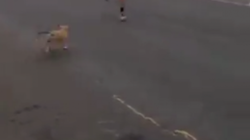 Perro callejero corretea a competidores de carrera y se viraliza