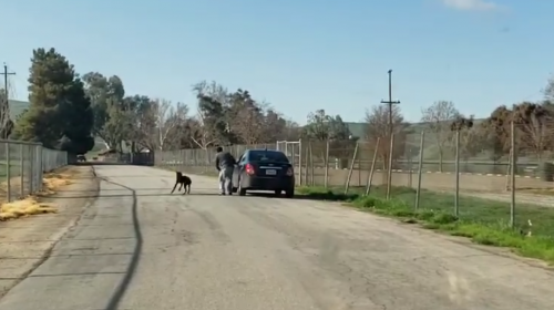 Due&ntilde;o de perro lo abandona cerca de un lago pese a ser filmado