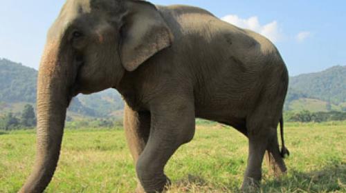 Decide abrazar a un elefante y se arma el caos