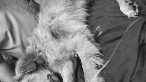 Fallece Avicci, el perro que era maltratado y que luch&oacute; por vivir