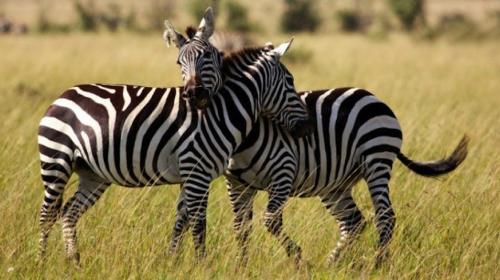 Dos cebras con una cabeza, mira esta asombrosa imagen 