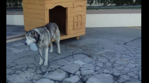 La pol&eacute;mica por los perros encadenados en la ruta Interamericana
