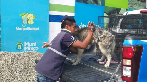 Refugio rescata a perros que recib&iacute;an maltrato 