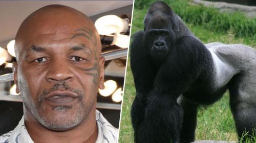 Mike Tyson confesó que intentó pelear con gorila en un zoológico